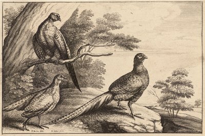 Trois Faisans - Wenceslaus Hollar